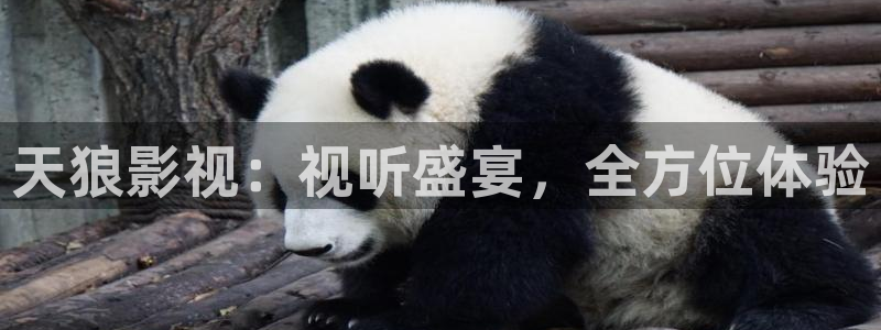 草莓视频,懂你更多：天狼影视：视听盛宴，全方位体验